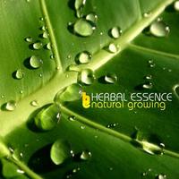 Herbal Essence Mp3