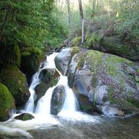 Nature's Symphony Mp3