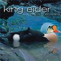 King Eider Mp3