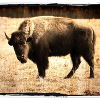 Buffalo Clover Mp3