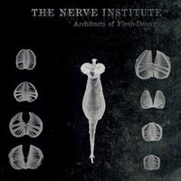 The Nerve Institute Mp3